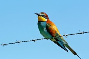 european bee-eater, bird, plumage, nature, colorful, fauna, animal, multicolored