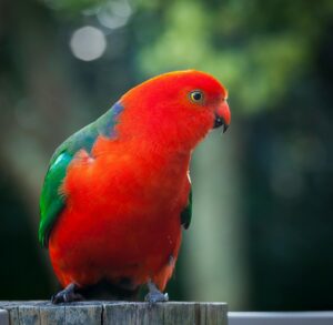 Close-up of a vibrant Australian king parrot perched outdoors, displaying vivid red and green plumage.